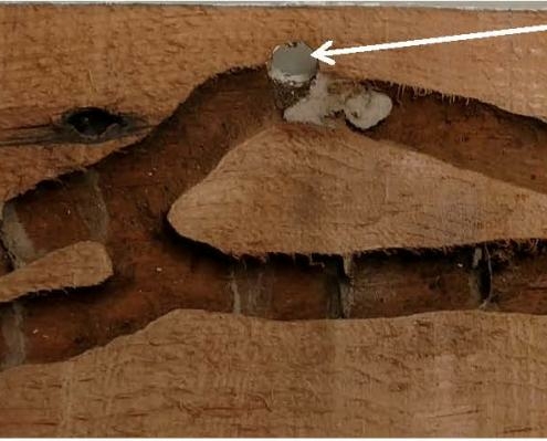 wood destroying insect