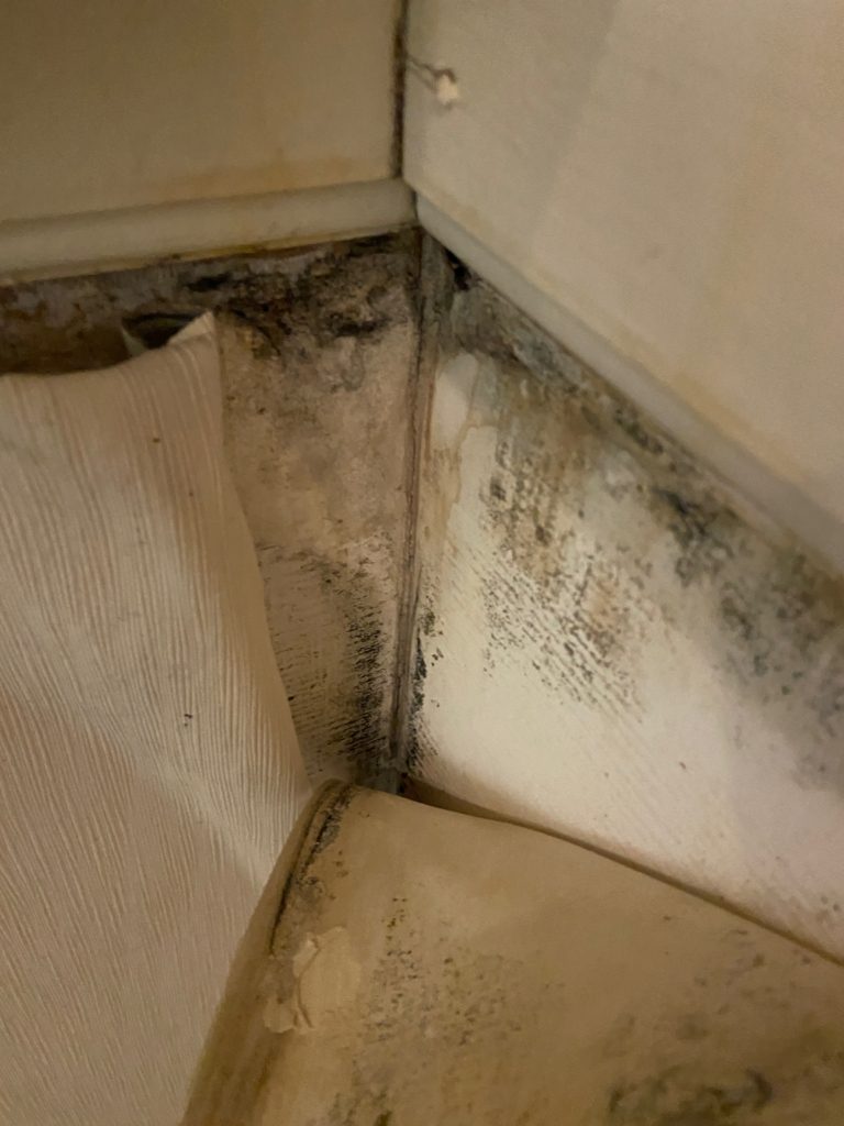 MOLD QUESTIONS AND ANSWERS Beta Property Inspections, LLC